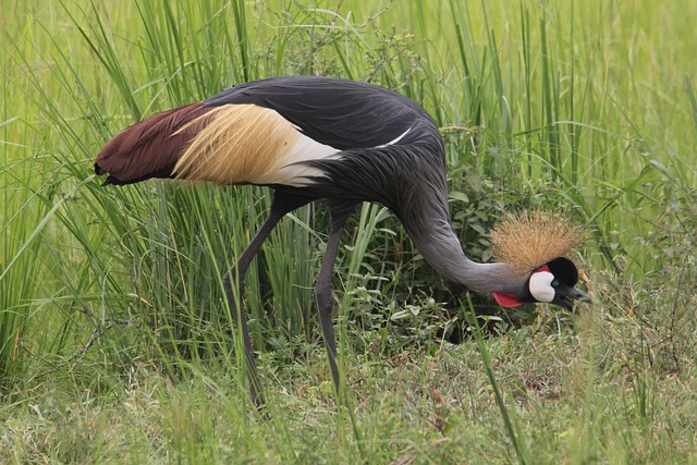 11 Days trip to the Best of Uganda.