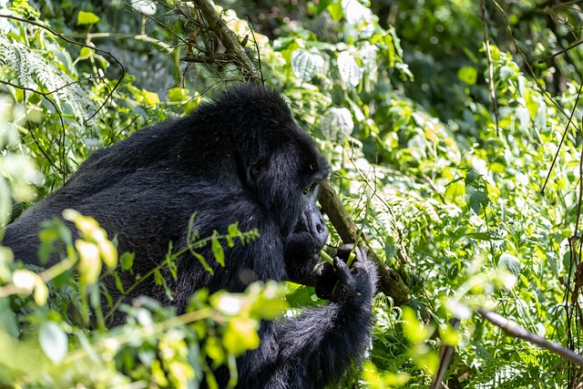 3 Days Gorilla tracking Bwindi impenetrable national park