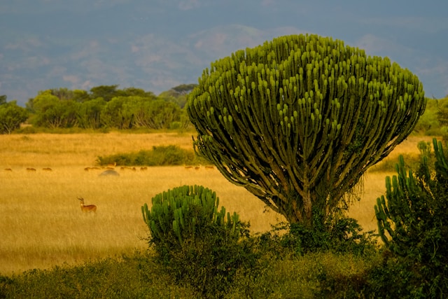 Where the Lions Climb and the Hippos Roam – Discover Queen Elizabeth