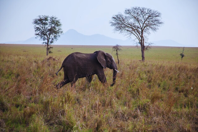 4 Days 3 Nights Kidepo Valley National Park Tour