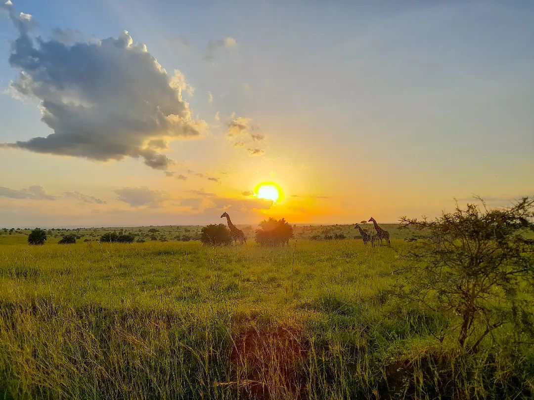 7 Days Queen Elizabeth Tour